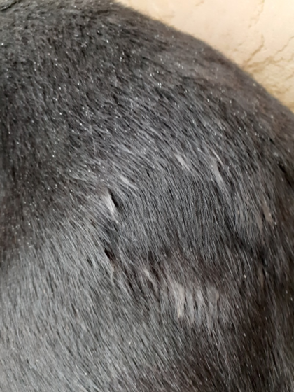 Hair loss in dog from itching - Copper Hawk